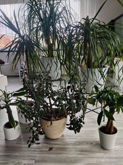 Sloní noha+Dracena+ostatní - 2