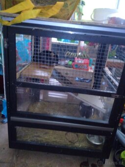 Daruji cincilu a zakrslého kralika - 2