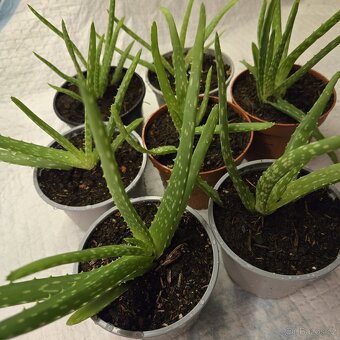 Aloe Vera sadičky - 2
