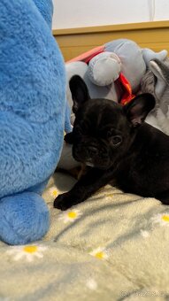 Francouzský buldoček - 2