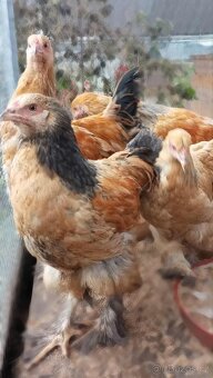 Podej kuřat 15 týdnů - BRAHMANKA ŽLUTÁ  🐓 - 2