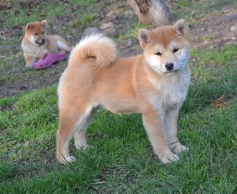 Shiba inu s PP - 2