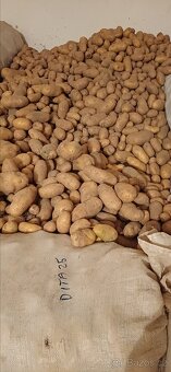 Brambory konzumní - 2