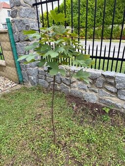 Stromky JAVOR kapadocký 'Aureum' - 2