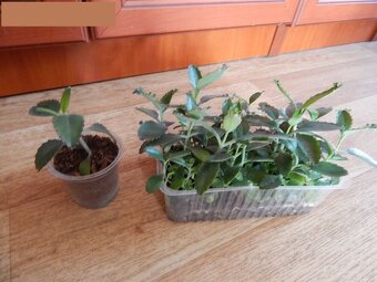 Rýmovník a Kalanchoe madagaskar - naduť - 2
