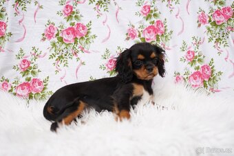 Kavalír king charles španěl - 2