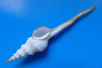 Fusinus forceps salisburyi XL - 2