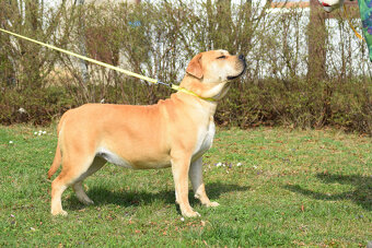 boerboel ballotada - fena 11 měsíců - 2