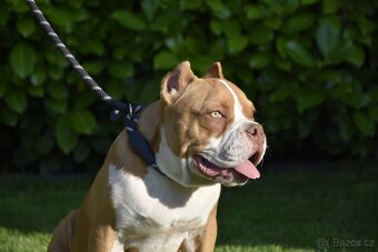 American bully s PP - 2
