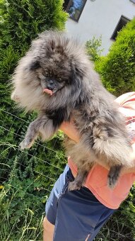 Pomeranian špic - 2
