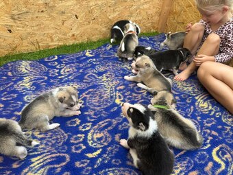 Štěňata Sibiřský Husky - 2