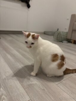 Koťata / Kocouři k adopci ihned k odběru - 2