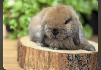 Králíček beránek včetně vybavení - 2