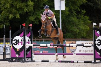 6 letá Westfálská klisna sport,hobby sport, rekreace - 2