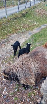 Vřesová ovce / jehničky / beránci - 2