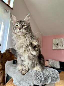 Krásná kočička MCO s PP - 2