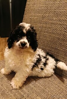 Pudl trpasličí - 2