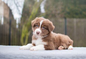 Australský ovčák s PP - 2