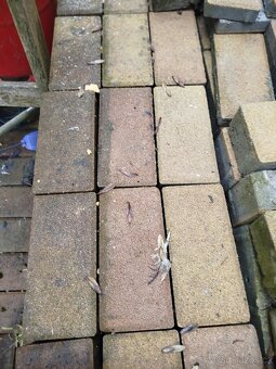 Betonová dlažba. - 2