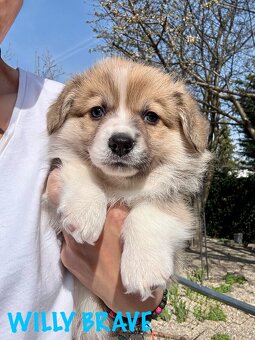 Welsh corgi pembroke s PP. - 2