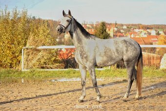 Prodám klisnu cs 6 let - 2