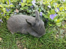 Zakrslý králík, králíček beránek - 2