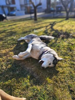 Hledám krytí Sibiřský Husky - 2