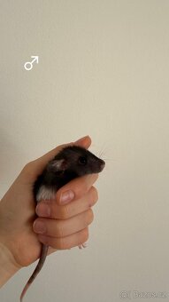 Potkan Dumbo - 2