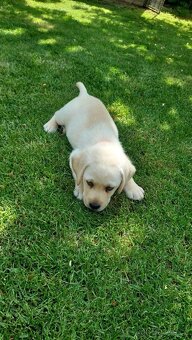 Labrador retriever šteniatka s PP - 2