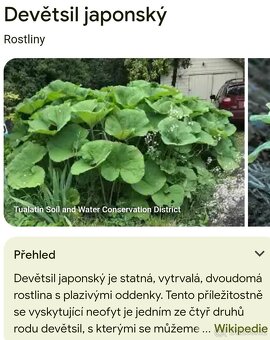 Devětsil japonský- posledních 5 kusů - 2