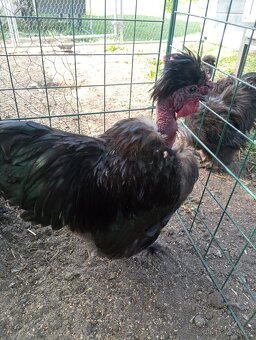 2 páry holokrcek hedvábnička - 2