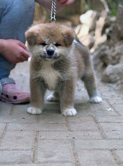 Akita Inu s průkazem původu FCI & AKIHO - 2