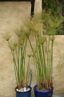 Cyperus papyrus – odkopek této exotické rostliny - 2