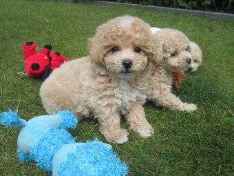 Maltipoo štěňátka - 2