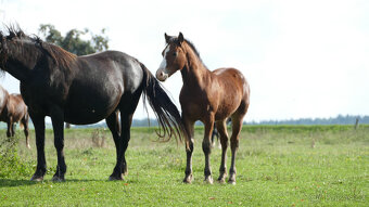 Welsh pony of cob type, sekce C - 2
