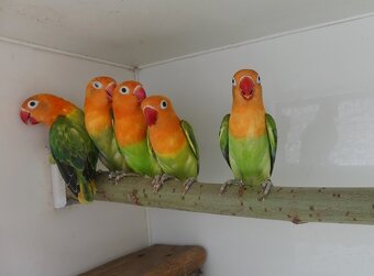 Agapornis fischeri - 2