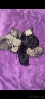 Štěňátka mopse s PP - 2