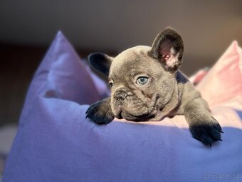 Francouzsky buldoček - 2