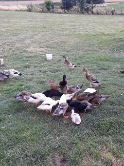 Indický Běžec - 2