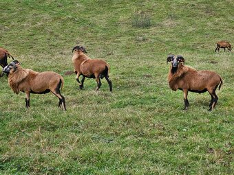 Plemenný beran ovce kamerunské - 2