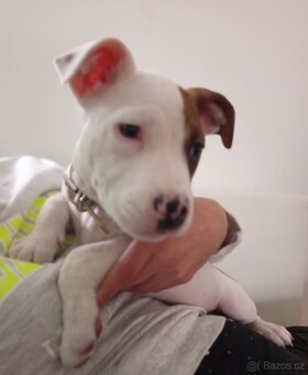 Americký stafordšírský teriér - 2