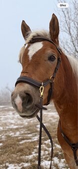 Bezudidlová anatomická uzdečka QHP, hnědá - 2