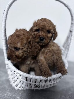 Maltipoo - 2