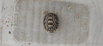 Želva pardálí - 2