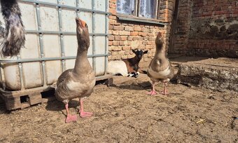 Houseři husa Landeská - 2