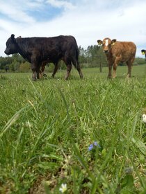 Dexter - mladý skot 100% a kříž. - 2