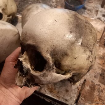 Lebka žeba 3d tisk - 2