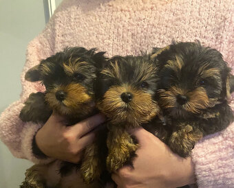 Jorkšírský teriér - 2