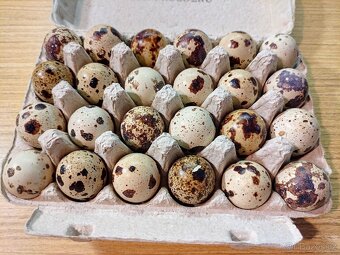 Křepelčí násadová vejce - 2