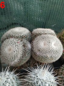 kaktusy mammillarie - 2